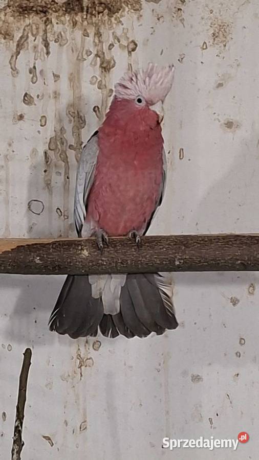 Kakadu różowe 24r Obrączka DNA wielkopolskie Chrzypsko Małe