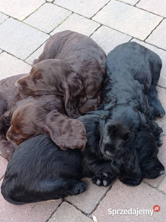 Śliczne szczeniaczki Cocker spaniel