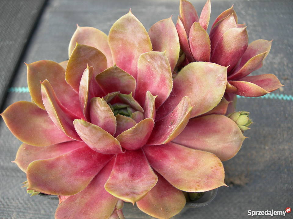 ROJNIK Sempervivum 30 Odmian Toporów