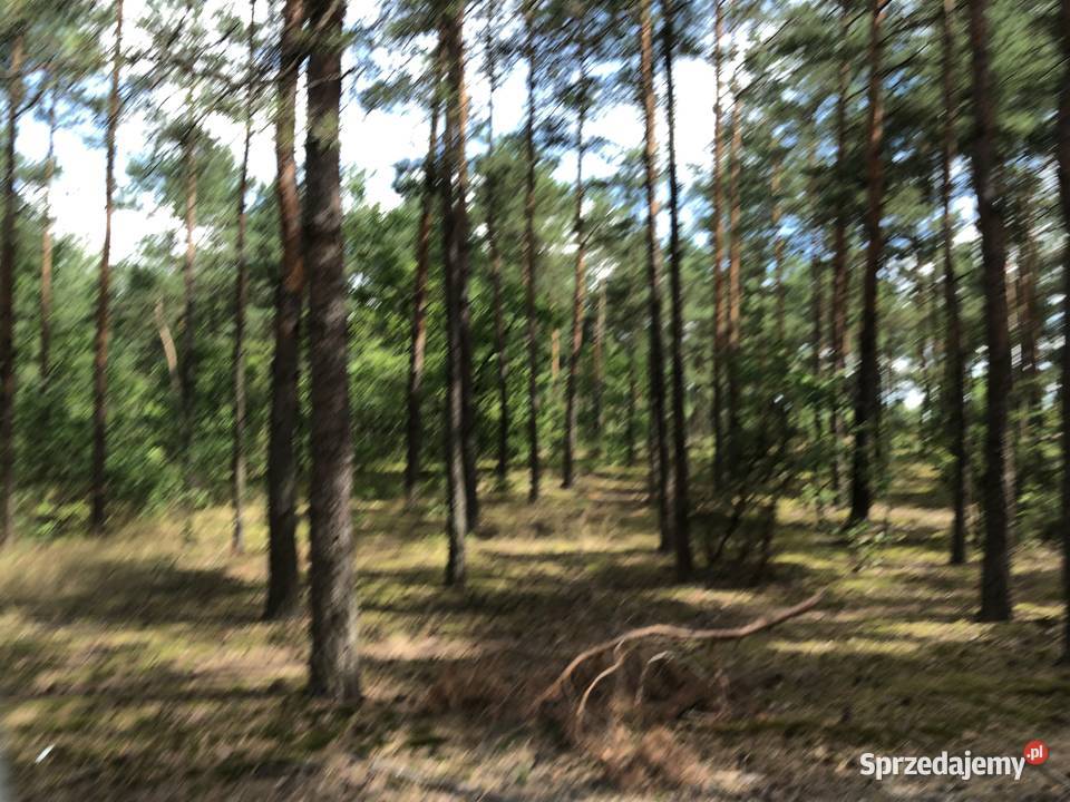 Działka leśna las 1,8 ha Słupno Nieporęt droga krajowa 631