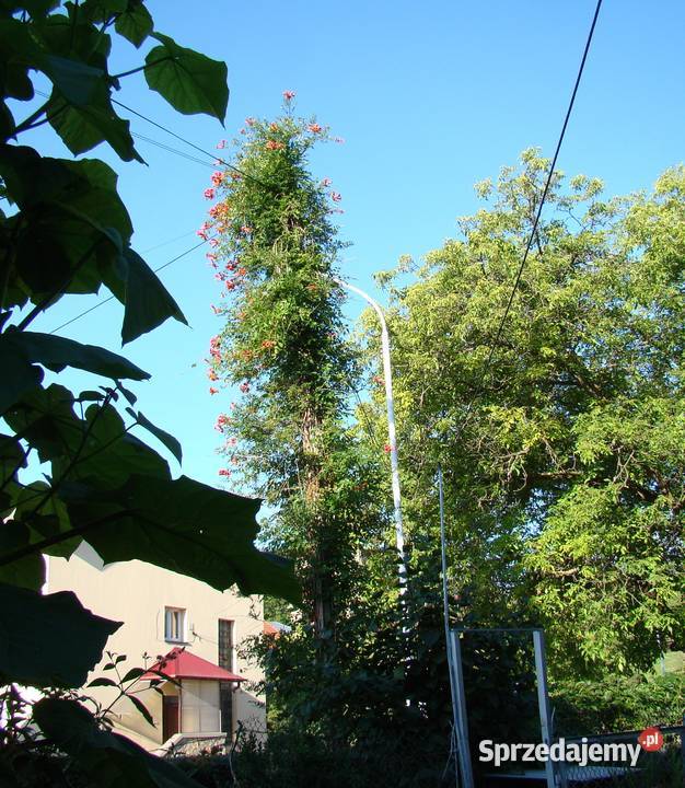 Milin ceglasty x2 świetny Przemyśl sprzedam