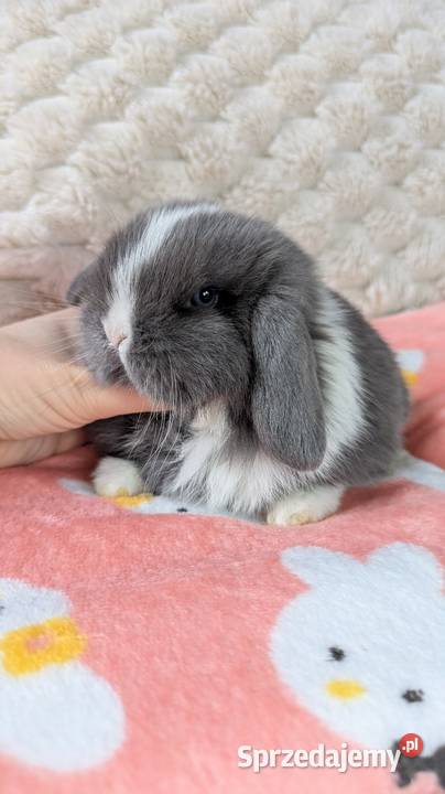 Mini lop krolik miniaturka mały karzełek baranek Biadoliny Radłowskie sprzedam