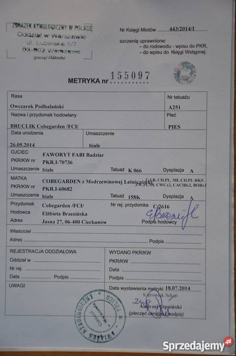 Owczarek Podhalański REPRODUKTOR krycia Grójec