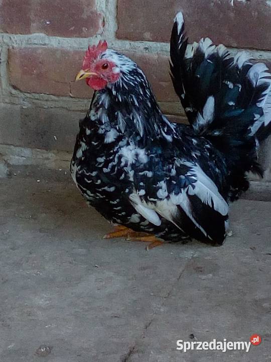 SPRZEDAM KURKI Olszanka