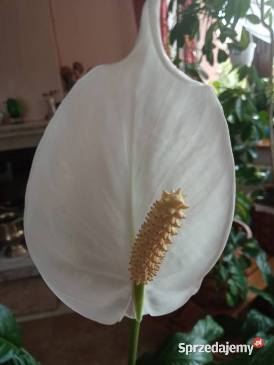 Ozdoba domu skrzydłokwiat małopolskie