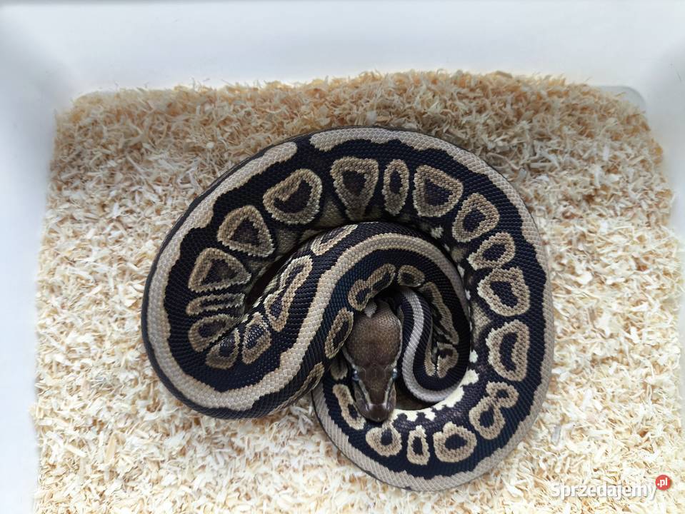 Wąż pyton królewski 216 wielkopolskie