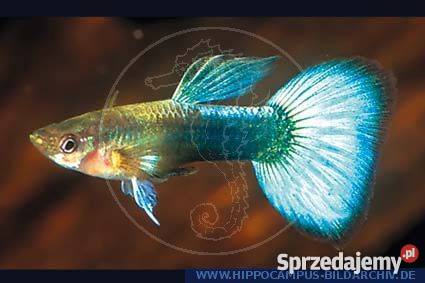 Rybki akwariowe Jarocin