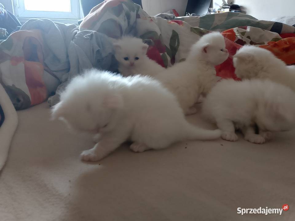 Korki perskie białe sreberka kujawsko-pomorskie