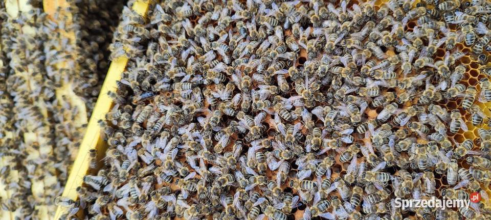 ODKŁADY PSZCZELE Pszczoły ROJE Na Ramce Wadowice