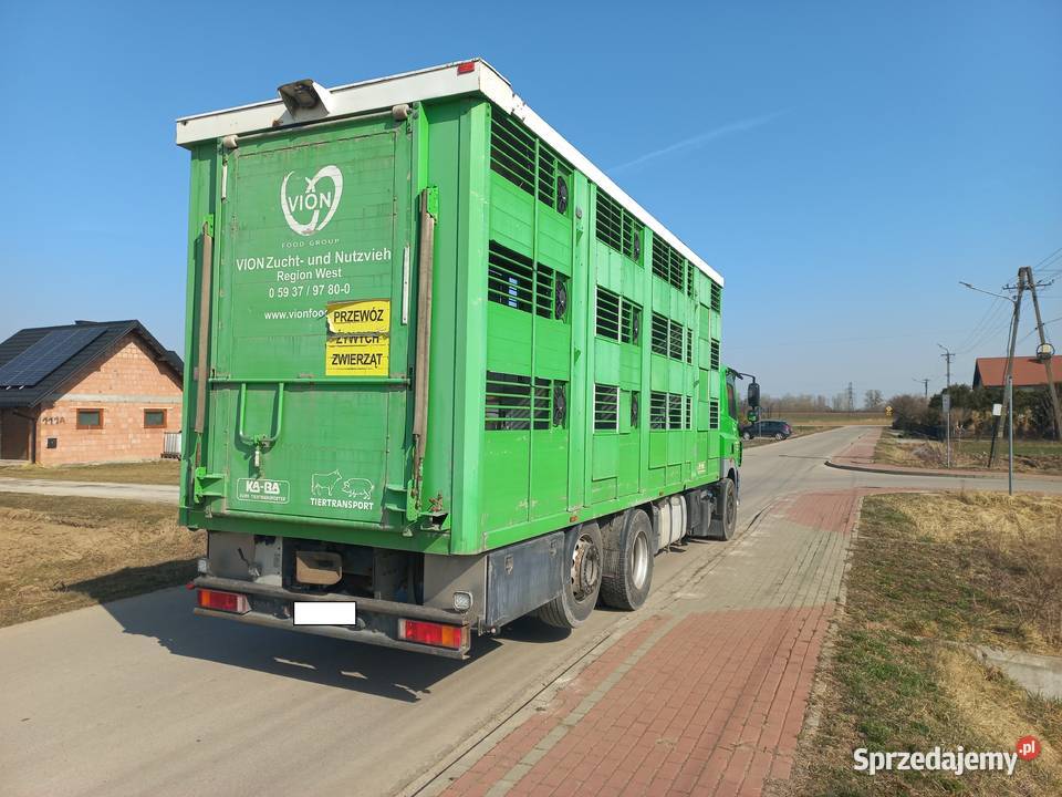 Daf CF 85410 6X2 do żywca i trzody chlewnej 3