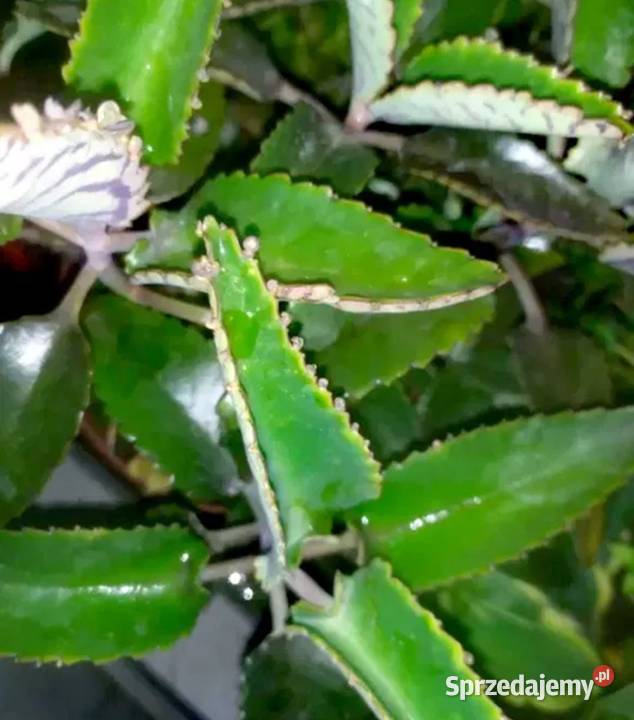 Sadzonki żyworódki Gostyń sprzedam