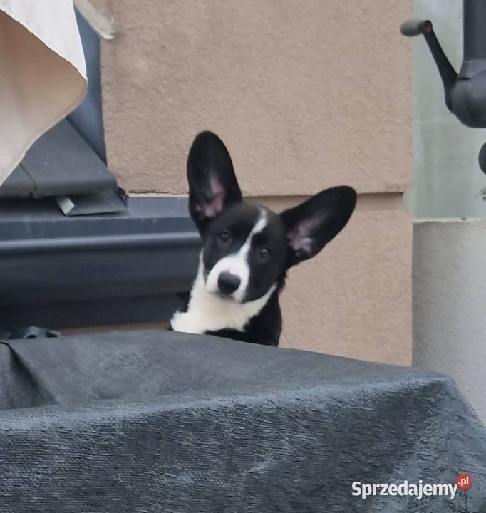 Welsh corgi cardigan dolnośląskie