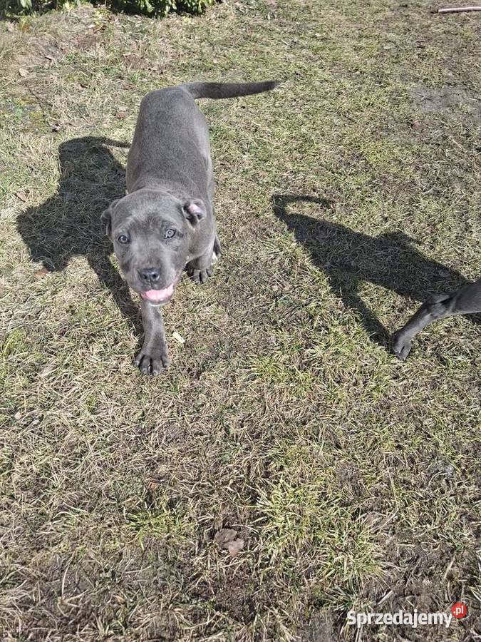 Szczeniaki Cane Corso Radom