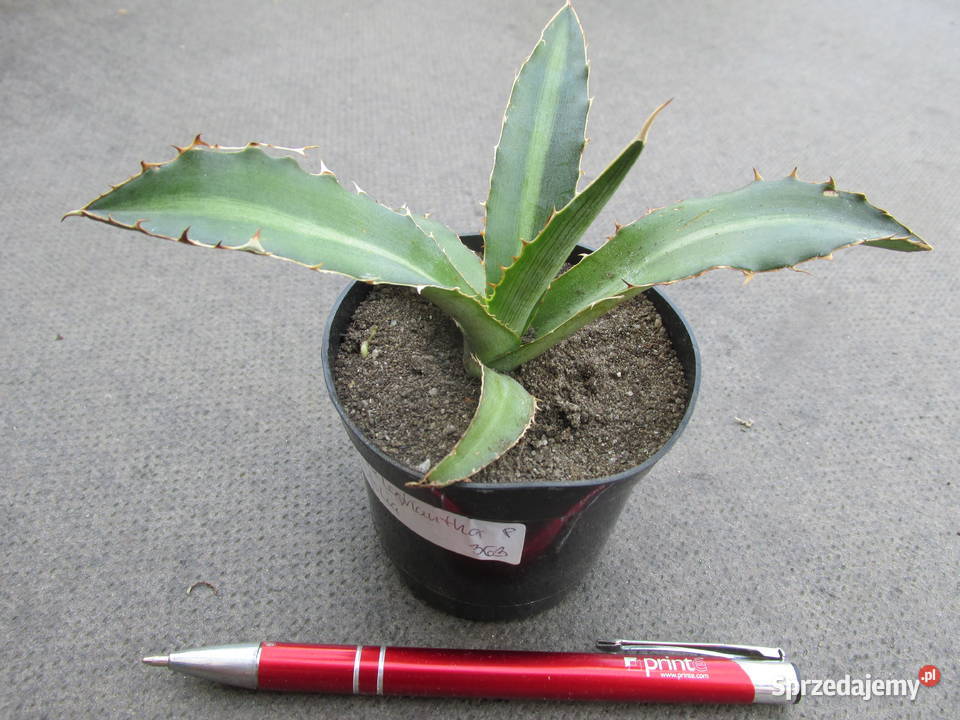 Agawa kolekcjonerska Agave lophantha latifolia Kraków