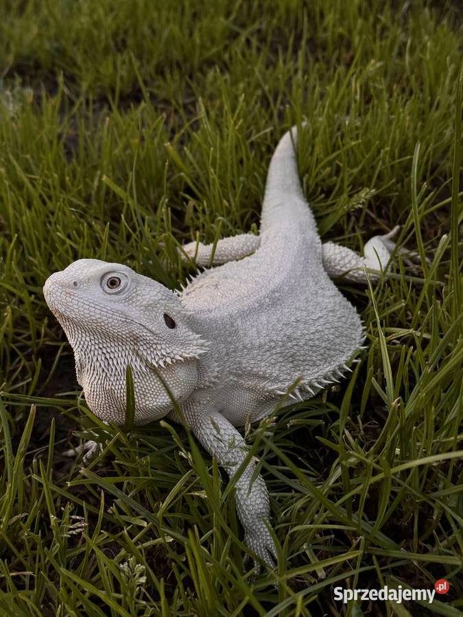Agama brodata Hypo zero samica Iława