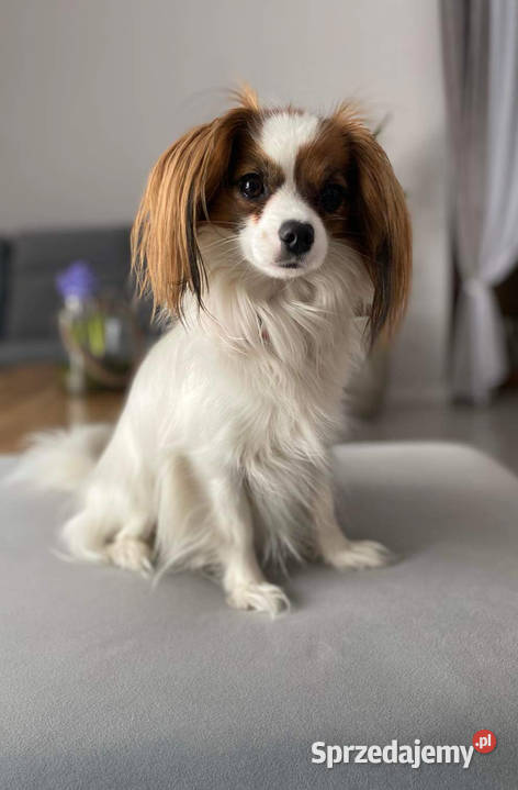 Spaniel kontynentalny phalene odmiana papillon Bielsko-Biała