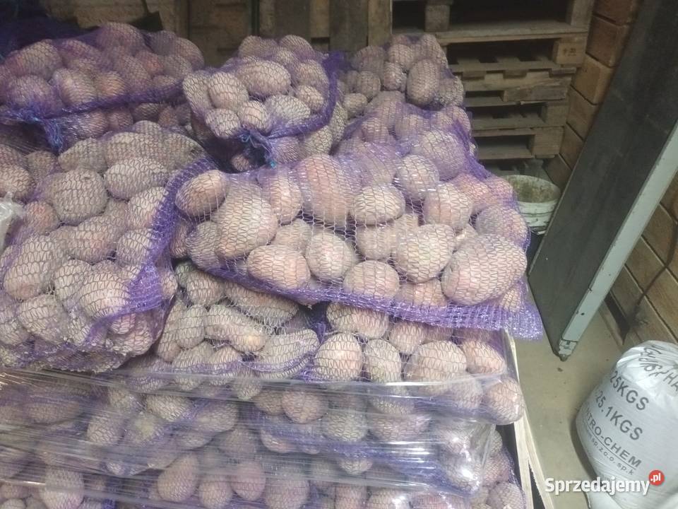 Ziemniaki czerwone belaroza małopolskie Sułoszowa