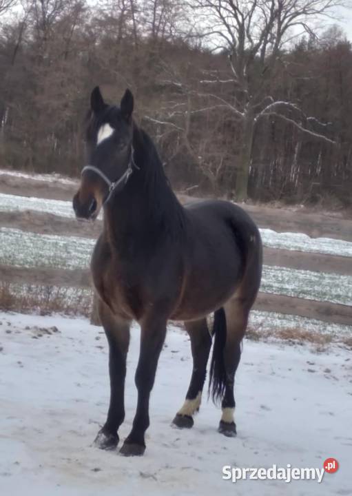 Klacz orchidea Przytoczna sprzedam