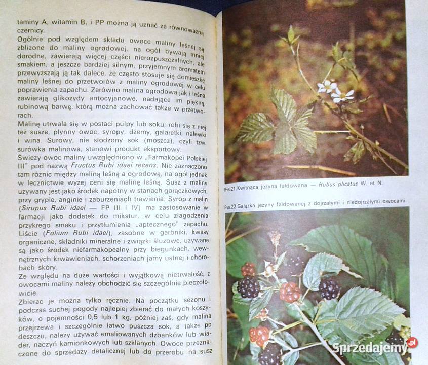 Jadalne owoce leśne Wiesław Grochowski miękka sprzedam