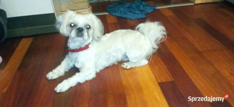 Reproduktor Shih Tzu Ząbkowice Śląskie