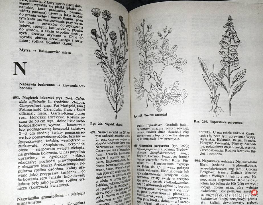 Słownik roślin użytkowych Zbigniew Podbielkowski Chełm