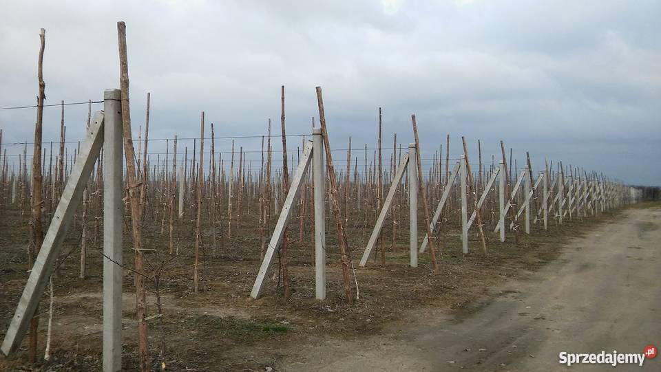 Sprzedam słupki betonowe ogrodzeniowe PRODUCENT Białośliwie