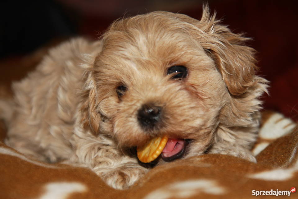 Maltipoo maltanczyk pudel toy piesek Lublin