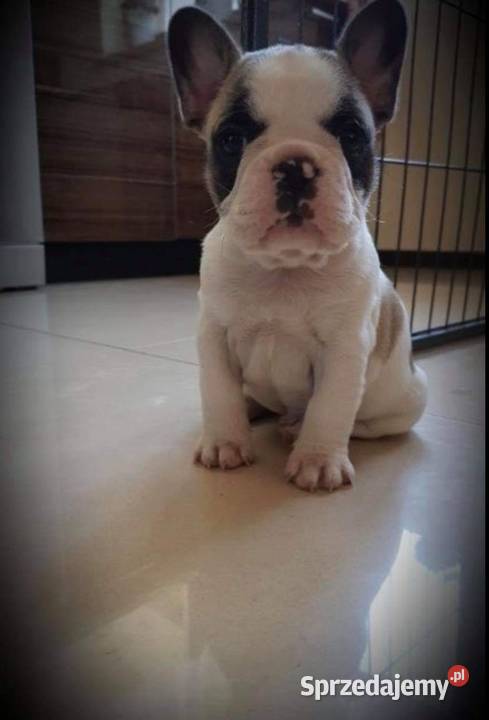 Buldog Francuski kujawsko-pomorskie Bydgoszcz
