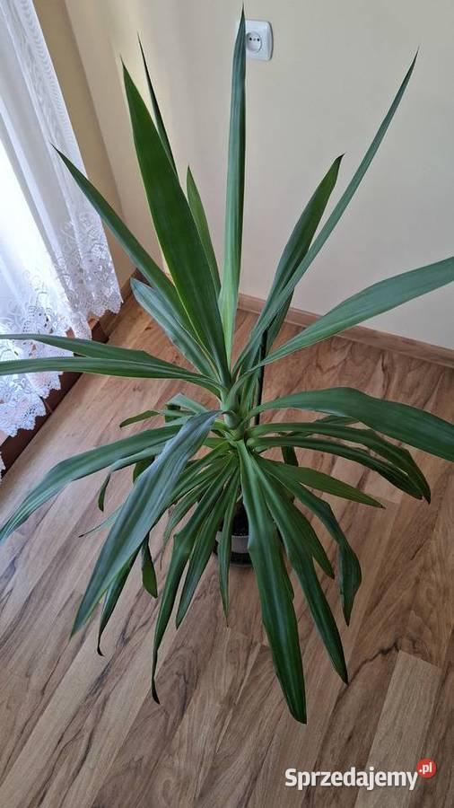 Juka yucca w doniczce 120m śląskie Gierałtowice