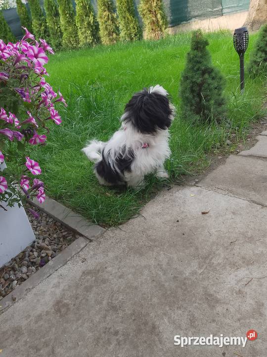 Piesek Shih Tzu Suczka Wronki sprzedam