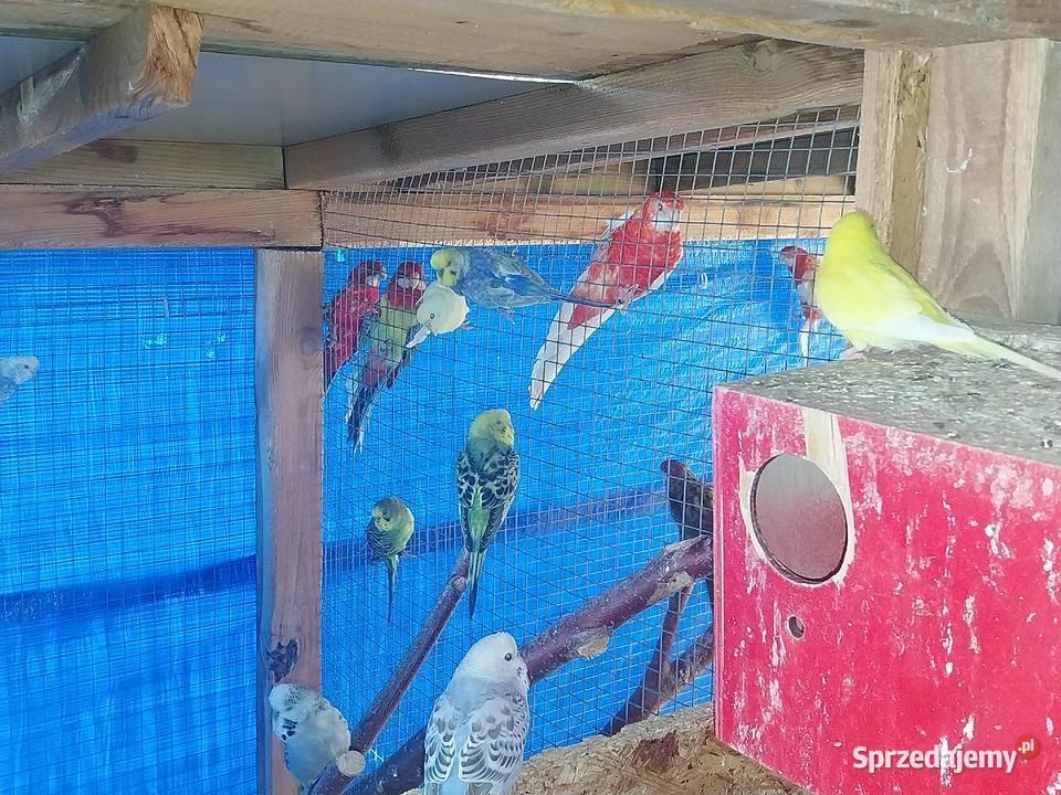 PAPUGI ROZELLA ŚWIERGOTY NIEROZŁĄCZKI FALISTE Ptaki Sochaczew sprzedam