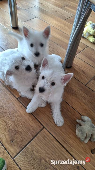 West Highland White terrier chłopiec Pajęczno