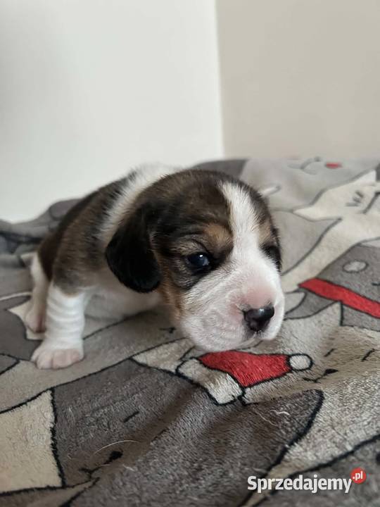 Beagle tricolor ZKwP Beagle Konopiska