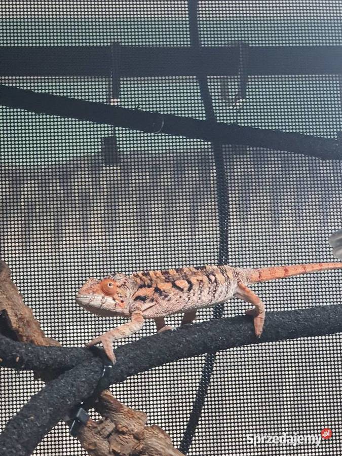 sprzedam kameleona lamparci samiczka Lubień Kujawski