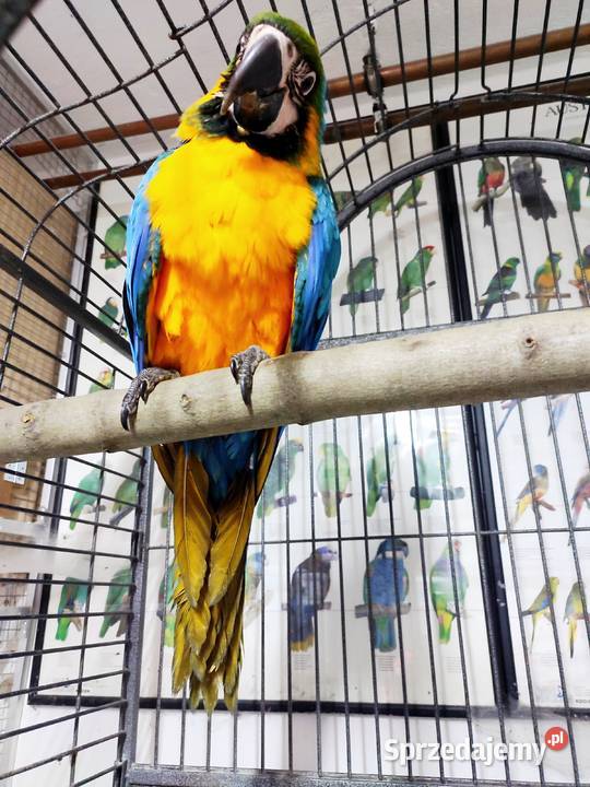 Ara ararauna ręcznie karmiona Ptaki śląskie Jaworzynka sprzedam