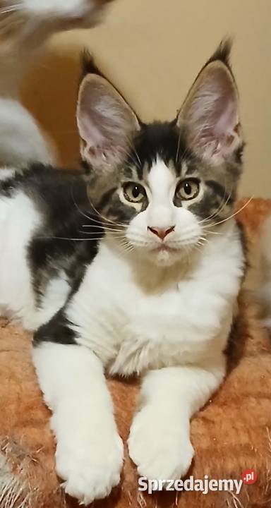 Maine Coon kocurki Warszawa