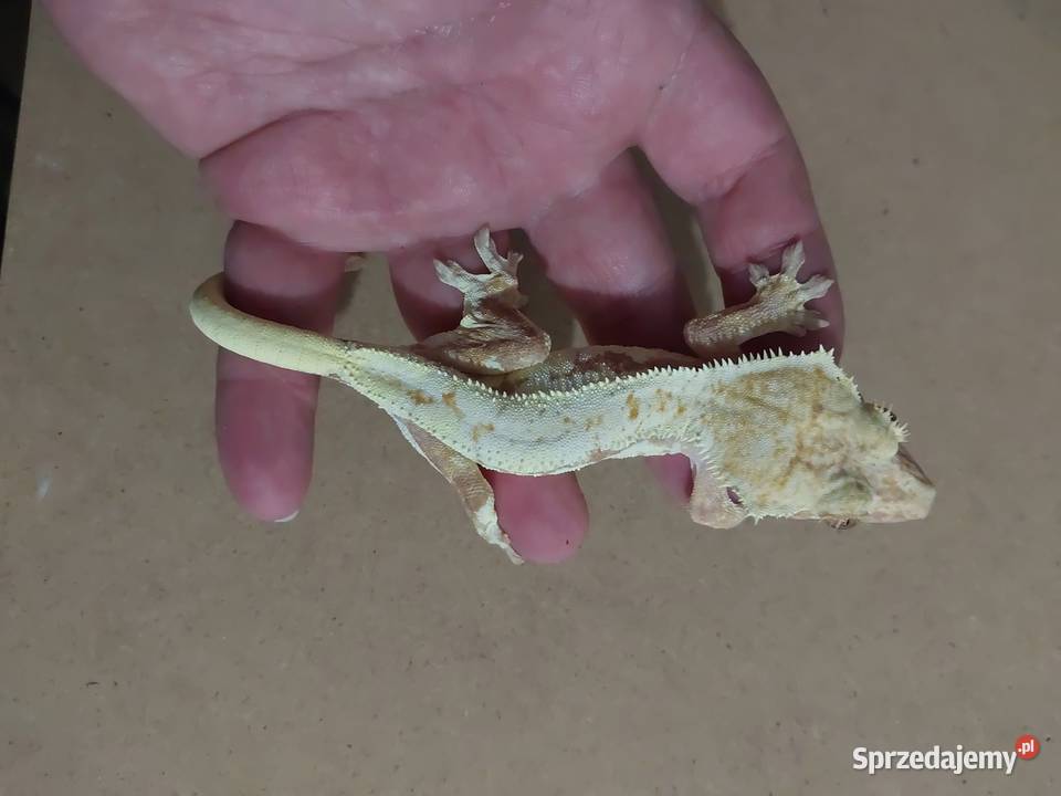 Gekony orzesione gekon Reda sprzedam