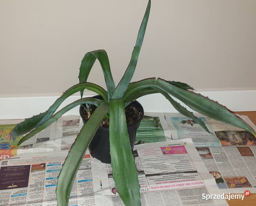 Duża wieloletnia agawa rozpiętość 73 Warszawa