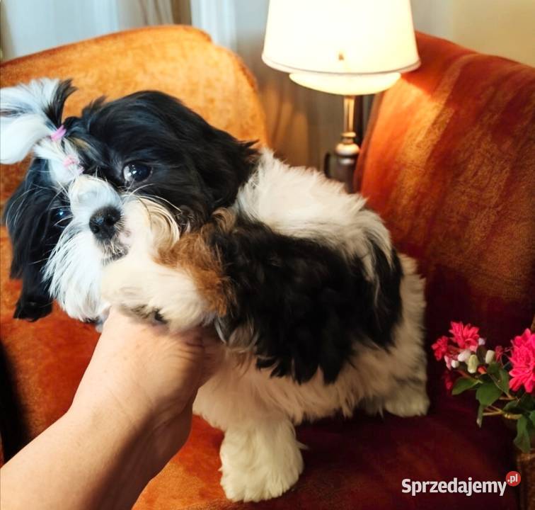 Shih tzu suczka piękna Wałbrzych