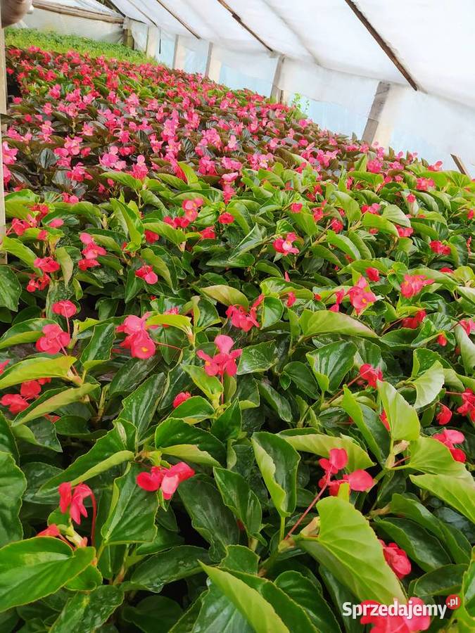 Pelargonie begonie surfinie i inne Krynice