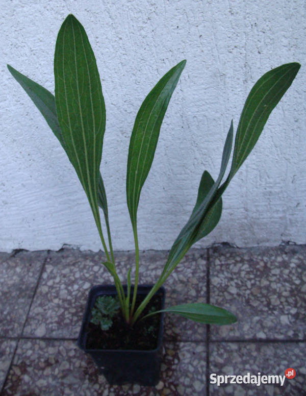 JEŻÓWKA BLADA Echinacea sadzonki w doniczkach Ustronie sprzedam