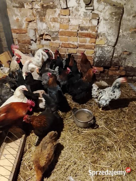 Sprzedam młode kurki Brzeźno sprzedam
