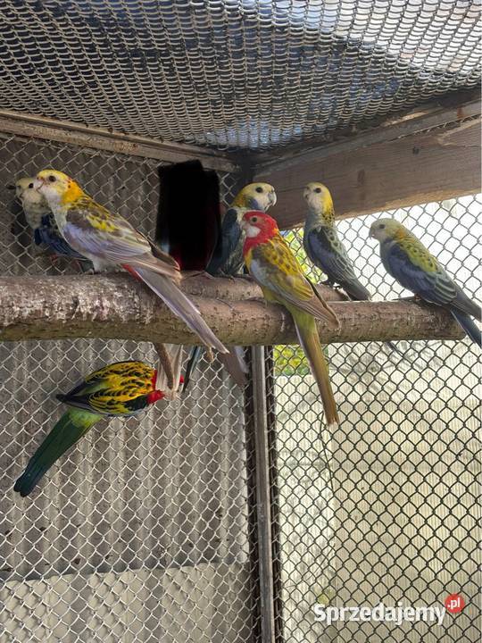 Papugi Rozelle różne rodzaje Nadma