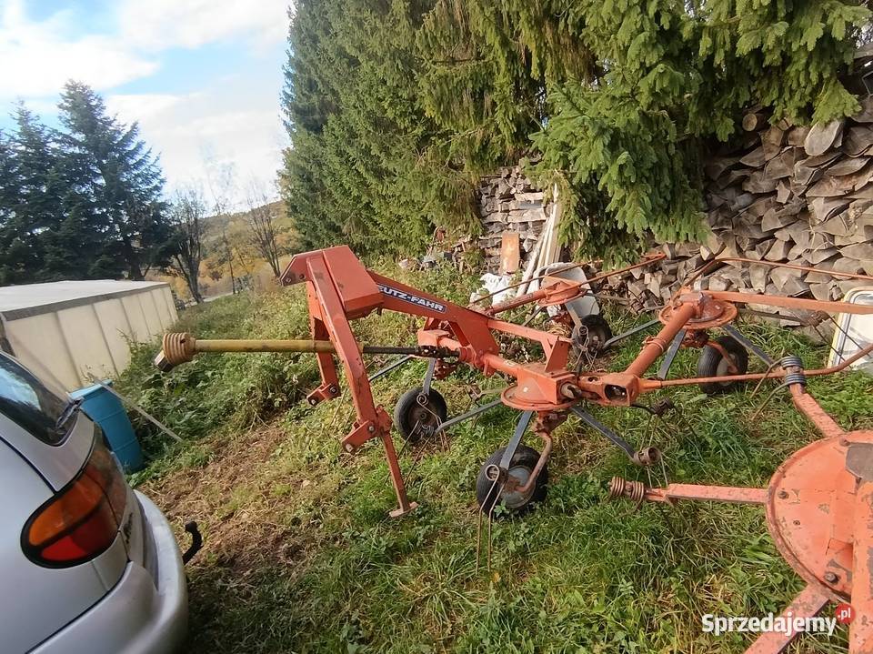 Pająk Grabarka przetrząsarka Jastrzębia