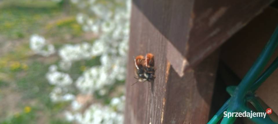 Kokony pszczoły rogatej faktura VAT Rr lubelskie Buchałowice