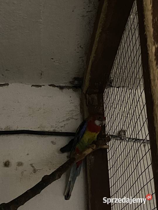 Rozelle białolice Kruszewo