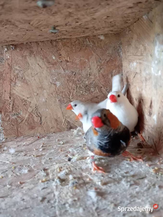 Zeberki pary lęgowe Jasło sprzedam