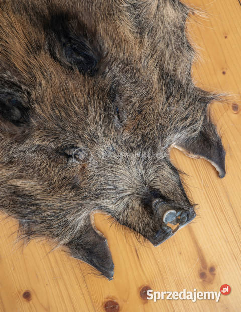 Dzik dekoracyjny skóra z dzika na podłogę skóra