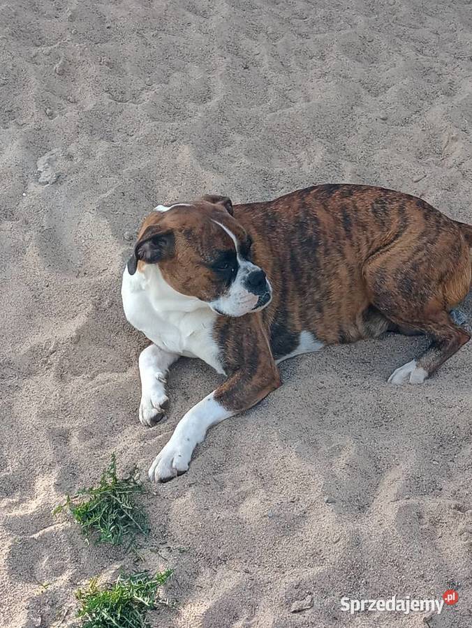 bokserki pomorskie Malbork