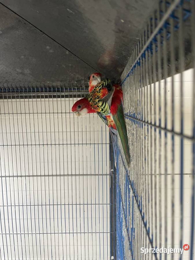 Rozelle Białolice Opolskie Dobrodzień